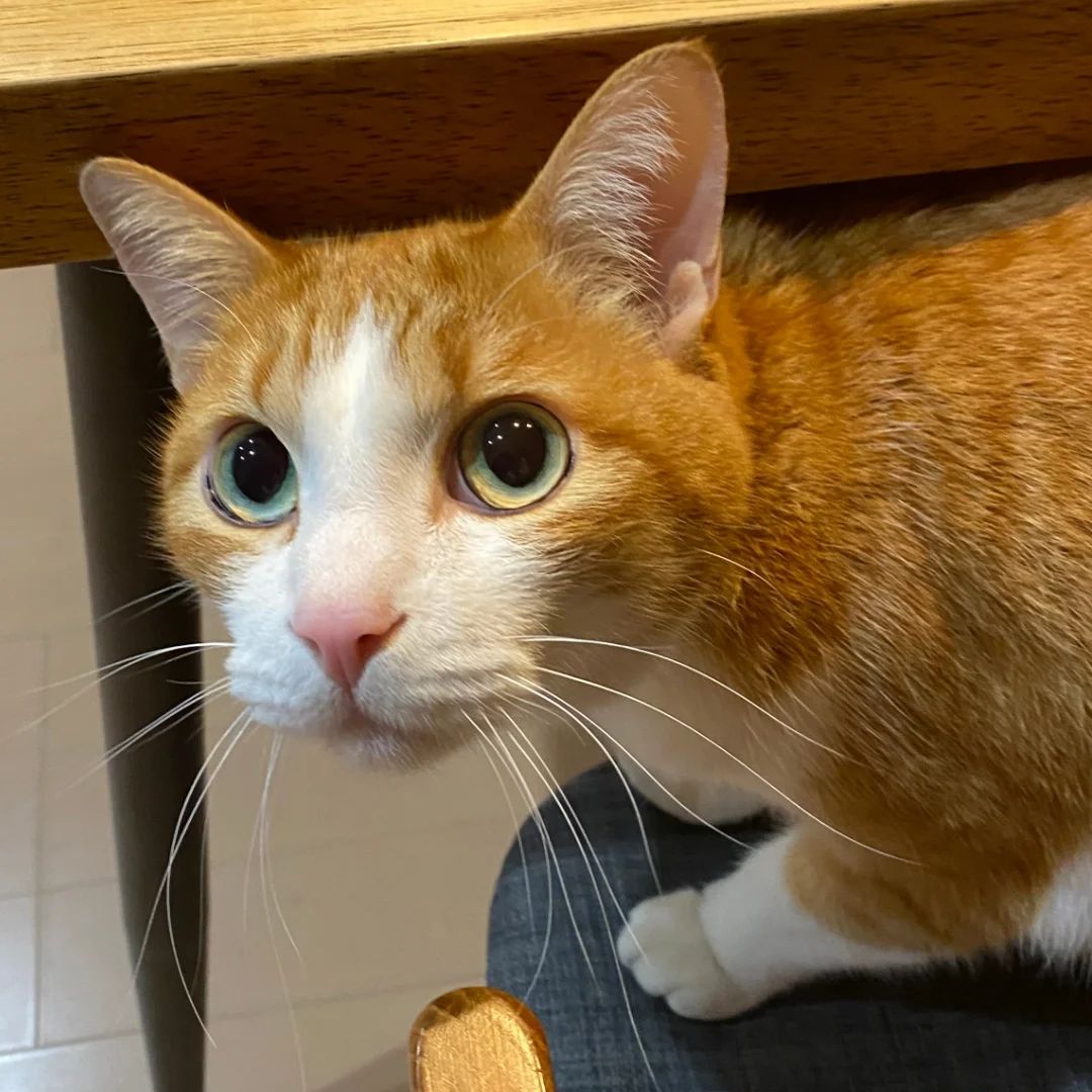 この子を探しています！ | 特定非営利活動法人ワンニャン会